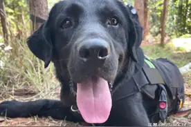 小警犬初上岗，执勤贪嘴偷水果？下一秒神反转，网友集体点赞图片