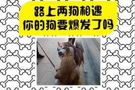 “狗子看到其他狗就像发疯”，训犬师教你3招，受用无穷视频封面