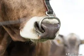 为什么牛要“栓鼻子”，而马和驴都不用？今天总算长见识了图片