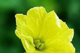 保护地高低搭配这4种蔬菜，易生产，产量高，效益超出你想象！图片