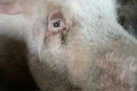 猪群眼屎泪斑是怎么形成的？不及时处理会影响猪场利益图片