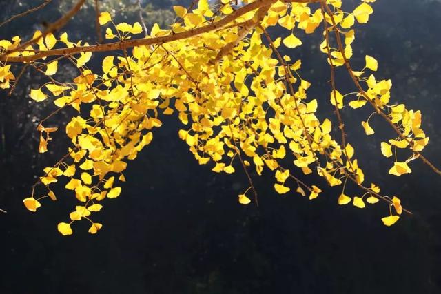 秋风吻尽银杏叶，艳遇醉美帽子峰