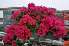 开始开花的水红三角梅怎么养？感觉叶子比花还多怎么办？图片