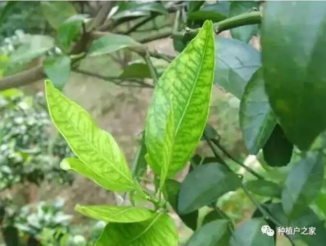 柑桔园缺素预警图，一起来认一认