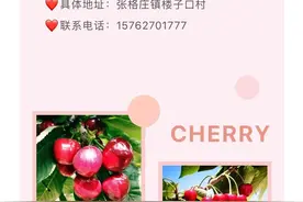 五月樱桃季！盘点烟台樱桃采摘好去处，趁着周末去尝鲜！图片