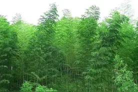 走过山山水水11－井岗翠竹图片