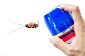 每日一问：蟑螂药的有效成分有哪些？图片