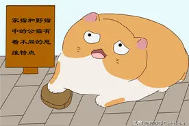 家猫和野猫，猫行为特点不同，公猫的猫叫声更少图片