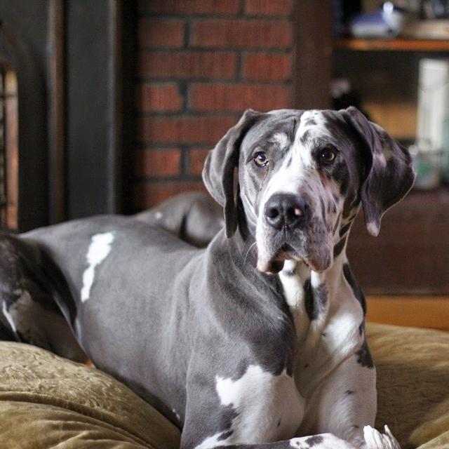 阿富汗猎犬价格及图片,世界上最昂贵的25种犬种 - 凑外百科