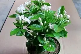 茉莉花叶片“畸形”？不能忽视！消除3个“隐患”，花苞长满枝图片
