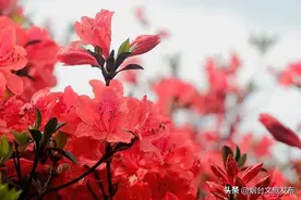 花开如荼！择一日，漫赏映山红之美~图片