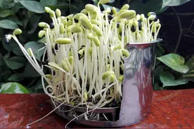 残疾退伍军人发明酵素豆芽机，荣获13项发明专利，1天产1000斤图片