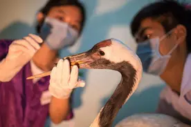 丹顶鹤因打架而断喙，专家为其换上钛合金鸟喙后，又能欢快进食了图片
