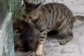 猫和老鼠的传说图片