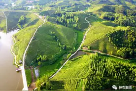 中秋国庆双节同庆.万亩茶园金秋有礼图片