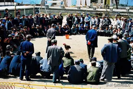 吐鲁番的斗鸡图片