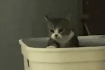 猫猫狗狗表情包图片