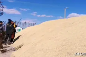 黑龙江北大荒一农民种水稻600亩，收的稻谷像山一样，1.3元一斤图片