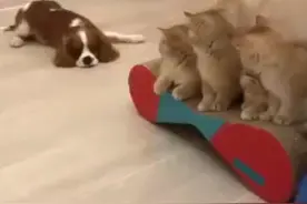 有爱的画面！狗狗看到“小奶猫”却不敢靠近 太可爱了图片