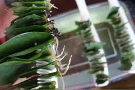 蟹爪兰开完花，随手揪点叶子，用梳子扦插，5-7天长出大白根图片