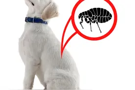 夏季狗狗皮肤病频发怎么办？这5种皮肤病的治疗方法能省大几千图片