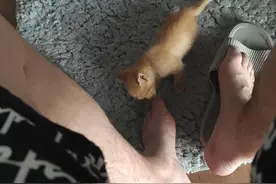 猫咪为什么喜欢舔脚或者其他的图片