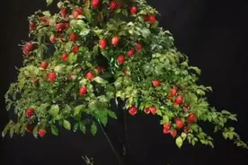 一组老鸦柿盆景佳作欣赏，“果”然喜人图片