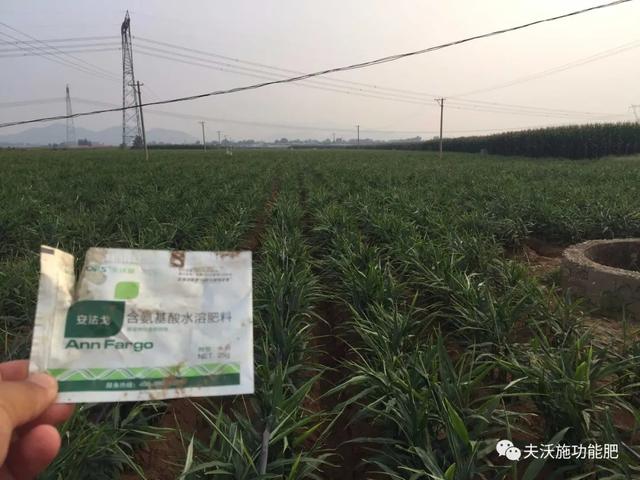 作物药害怎么办？别担心，安法戈氨基酸水溶肥能有效解除