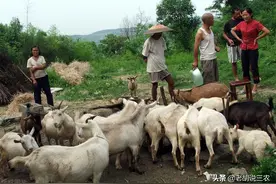 养羊户都知道有补贴，但没有“三证”领不到，都是哪“三证”？图片