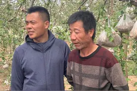 陕西洛川疯子果园付会民老师的苹果树拉枝效果展视！图片