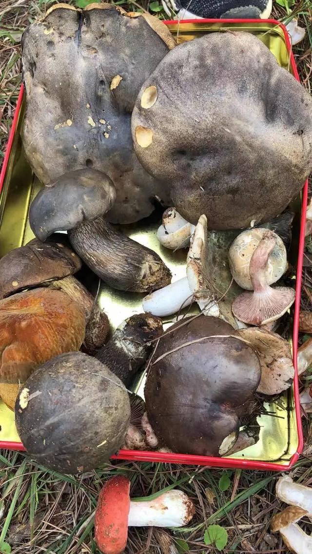 吃蘑菇起鸡皮疙瘩 吃蘑菇起鸡皮疙瘩