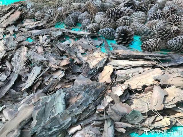 养分含量超高的营养土，自己在家也能做，省下一大笔 买花钱