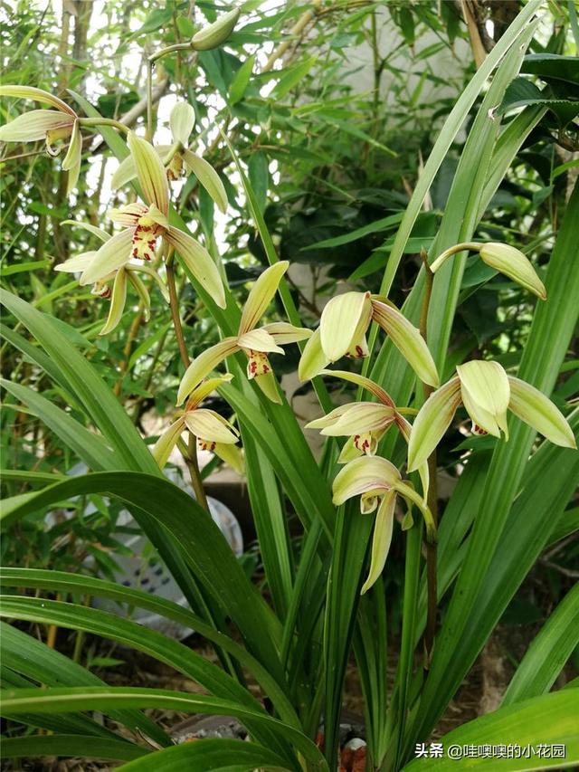 养君子兰、兰花，盆里加3料，白根粗壮，叶片挺拔，开花娇俏