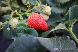 第四次寒潮将至，给你冬天第一颗草莓，温暖你的心图片
