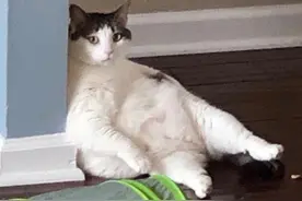 猫咪太胖，宠物医生建议剃毛，结果剃完主人一看笑喷了图片