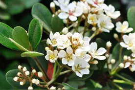 石斑木是一种什么样的树种？图片