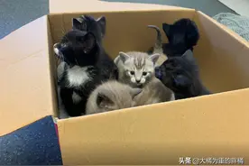 野外路边传出阵阵喵叫，男子寻声而去，却见纸箱里竟关着7只小猫图片