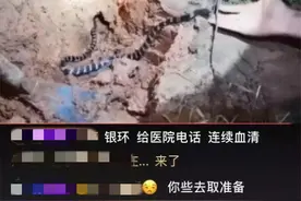 2019年，他直播挑逗银环蛇被咬送ICU，生命垂危为什么没人同情？图片