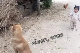 萌娃和狗子背对背赌气，最后掏出奶豆求和解，传说中的“狗不理”图片