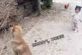 萌娃和狗子背对背赌气，最后掏出奶豆求和解，传说中的“狗不理”图片