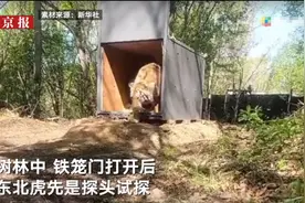 “放虎归山”现场画面曝光：老虎出笼伸头试探，坐地观望后离开图片