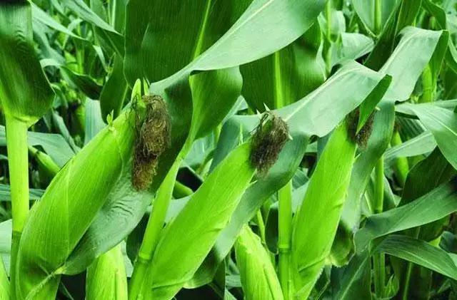 玉米种植，掌握好这10个小技巧