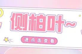 凉血止血、生发乌发的侧柏叶图片