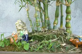 这“胖竹子”真奇特，既有竹的风骨与品格，还胖起来真好看图片