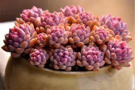 新手夏季养多肉，3件事情最容易做过头，难怪褪色黑腐还落叶图片