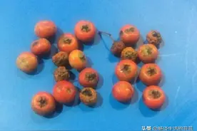 很多花友喜欢盆栽火棘，今天说说火棘种子的种法，发芽率90%图片