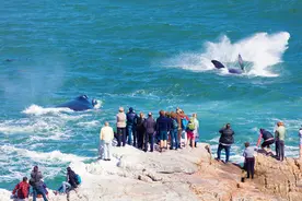 真的不疼吗？鲸的隐私部位都寄生了藤壶！会影响它们交配吗？图片