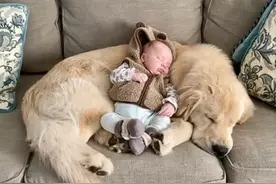 狗狗对小宝宝越来越亲近，常常守在他身边，后来还经常充当肉垫图片