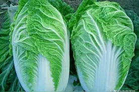 全国哪里的大白菜最好吃？通过对比，这3个地方的大白菜最出名图片