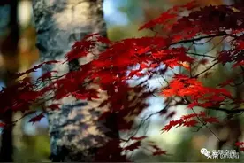 寒衣节这天，我想“天堂一定很暖”图片